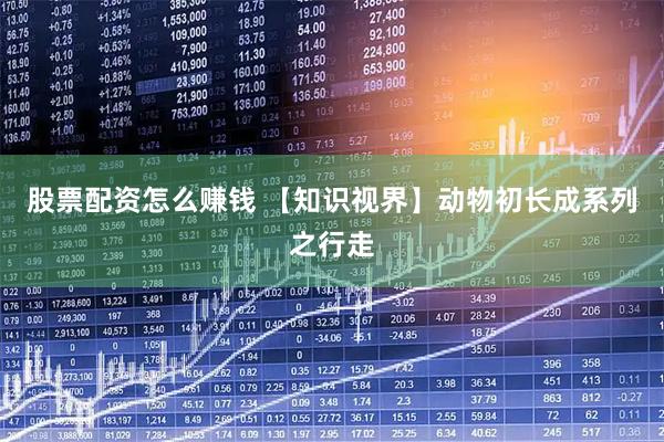 股票配资怎么赚钱 【知识视界】动物初长成系列之行走